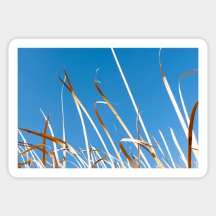 Dry orange coloured strp-like leaves of bulrushes against blue sky. Sticker